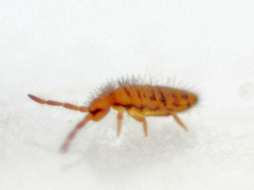 Réf. 317 559 : Entomobrya multifasciata